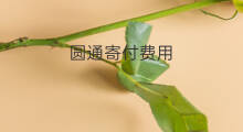 圆通寄付费用 圆通寄邮件怎么付费