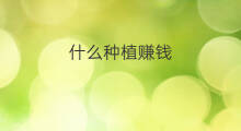 什么种植赚钱 种植什么比较赚钱