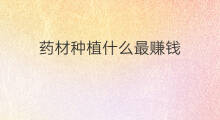 药材种植什么最赚钱 种植什么药材最赚钱