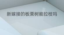 新嫁接的板栗树能拉枝吗 新栽板栗园拉枝怎么拉