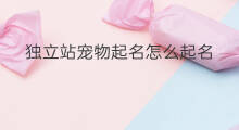 独立站宠物起名怎么起名 独立站宠物起名怎么起