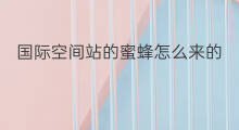 国际空间站的蜜蜂怎么来的 国际空间站的蜜蜂叫什么
