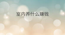 室内养什么赚钱 养什么赚钱